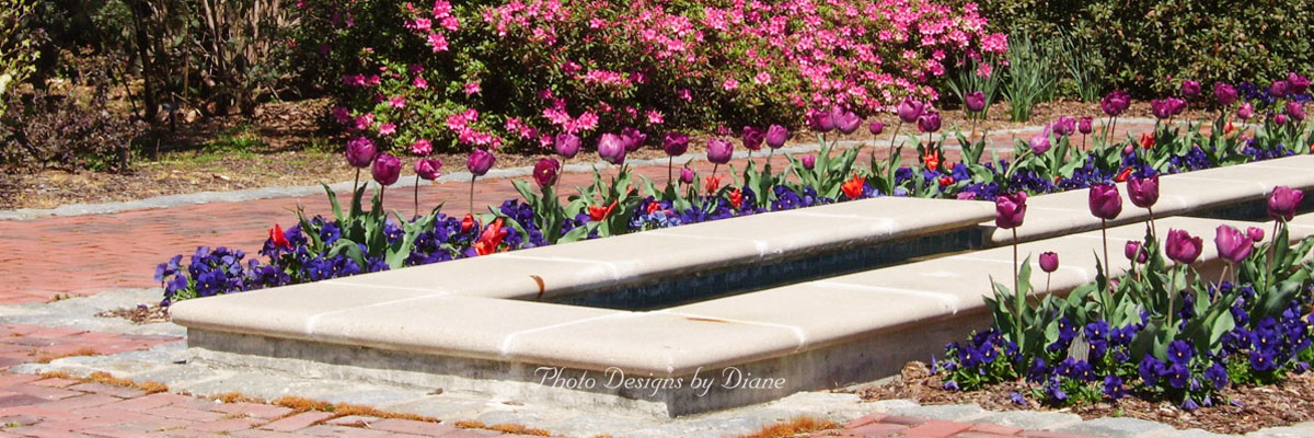 Photo Designs By Diane - Border Gardens