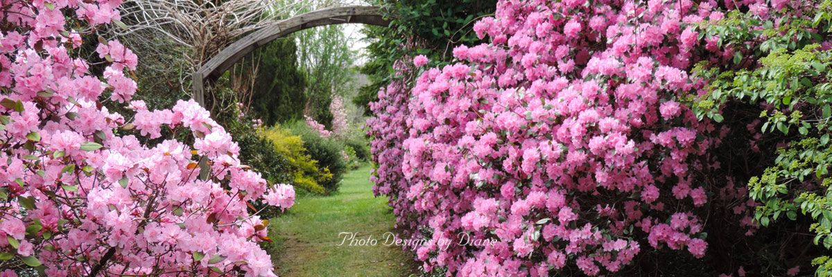 Photo Designs By Diane - Gardens